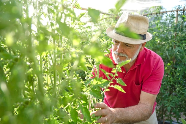 El primer plano de un hombre mayor con un sombrero en el huerto de tomates revisando las plantas