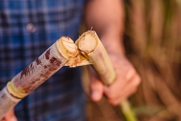 Primer plano de un hombre que sostiene una planta de caña de azúcar