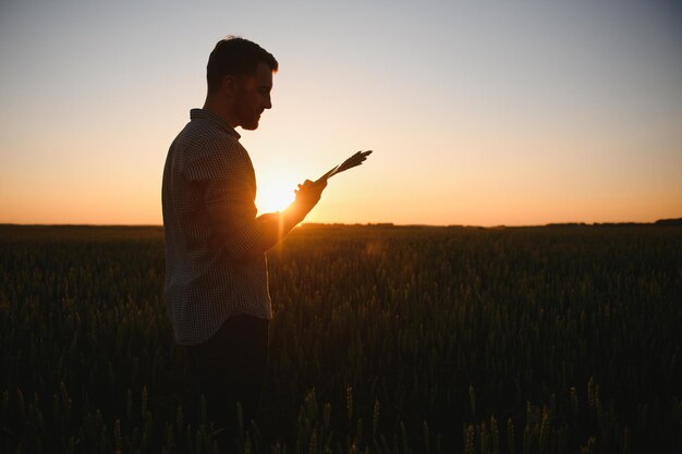 Primer plano de un hombre que verifica la calidad de las espiguillas de trigo en una puesta de sol en medio del campo de maduración dorada El trabajador agrícola examina las espigas de trigo antes de cosechar Concepto agrícola