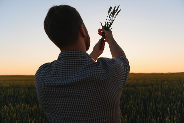 Primer plano de un hombre que verifica la calidad de las espiguillas de trigo en una puesta de sol en medio del campo de maduración dorada El trabajador agrícola examina las espigas de trigo antes de cosechar Concepto agrícola