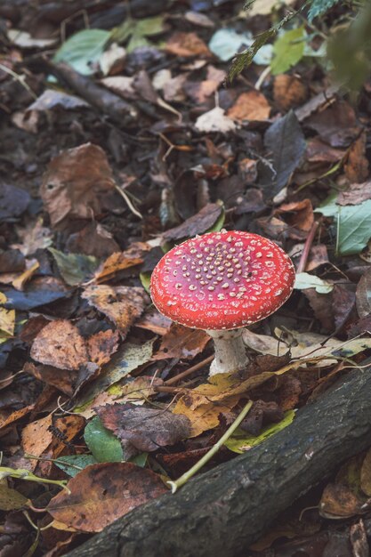 Primer plano de un hongo agarico en el bosque