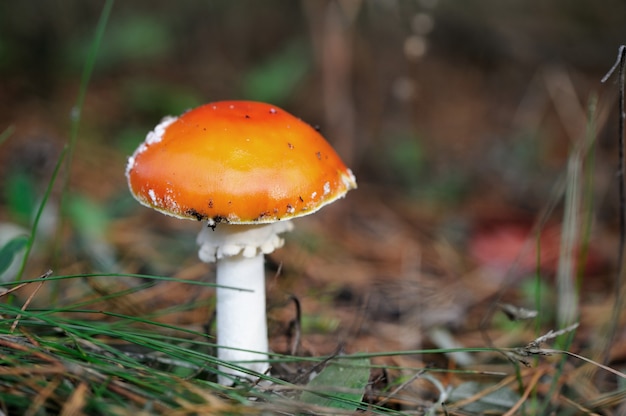 Primer plano de hongo agárico de mosca en un bosque.