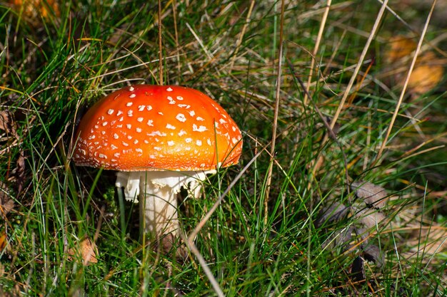 Foto primer plano del hongo ágarico de la mosca en el campo