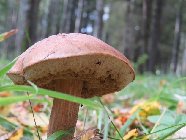 Foto primer plano del hongo agarico de la mosca