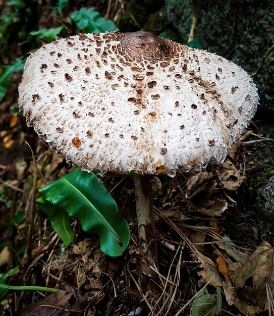 Foto primer plano del hongo agarico de la mosca