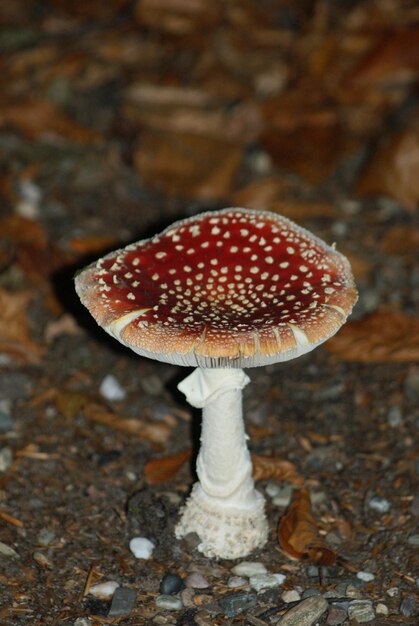 Primer plano del hongo agarico de la mosca