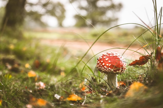 Primer plano de un hongo agarico que crece en el césped