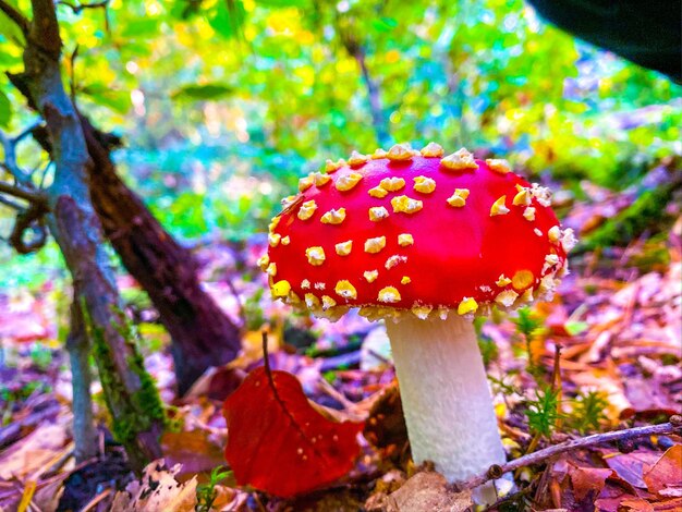 Primer plano de un hongo agarico en el tronco de un árbol