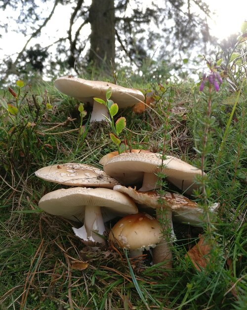 Foto primer plano de un hongo en el campo