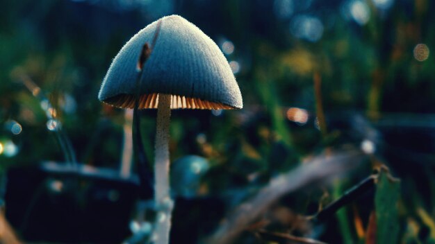 Primer plano de un hongo creciendo en el bosque.