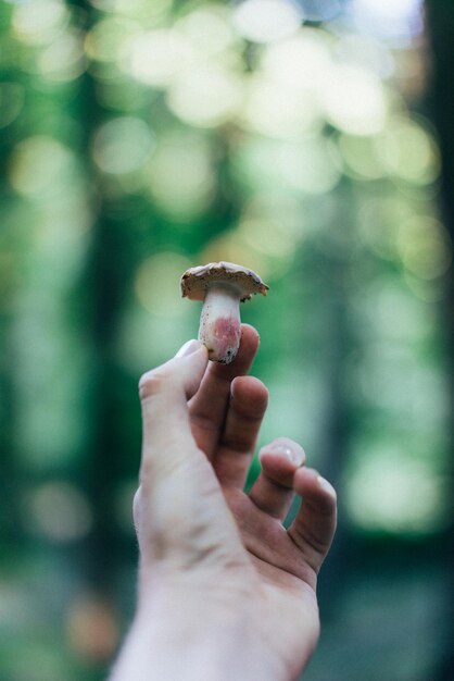 Foto primer plano de un hongo en la mano