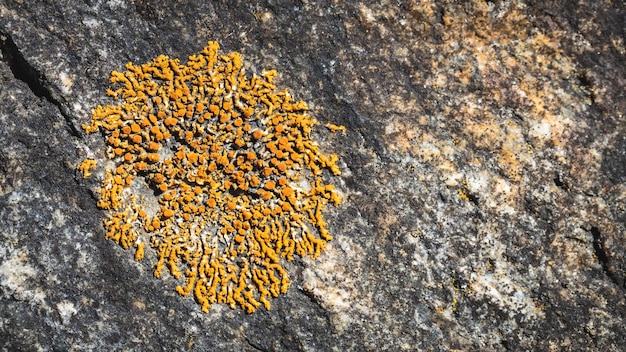 Un primer plano de un hongo naranja que crece en una roca