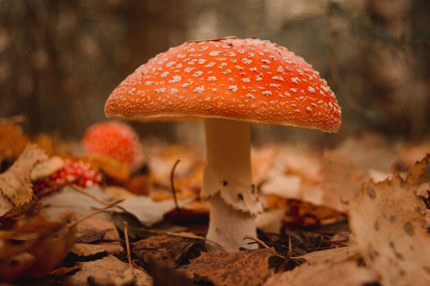 Primer plano del hongo paraguas falso clorofila molibdita agárico de mosca o lepiota con esporas verdes en el bosque seta mística de enfoque suave para esoterismo de brujería