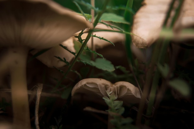 Primer plano de un hongo paraguas falso clorofilo molibdeno o lepiota con esporas verdes en la vista del bosque desde el esoterismo de enfoque suave inferior