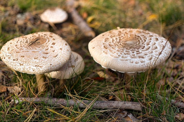 Primer plano de un hongo parasol Macrolepiota procera o Lepiota procera con fondo borroso de maleza en el bosque Hojas de otoño en el suelo Foco suave Mushrooming Un paseo por el bosque