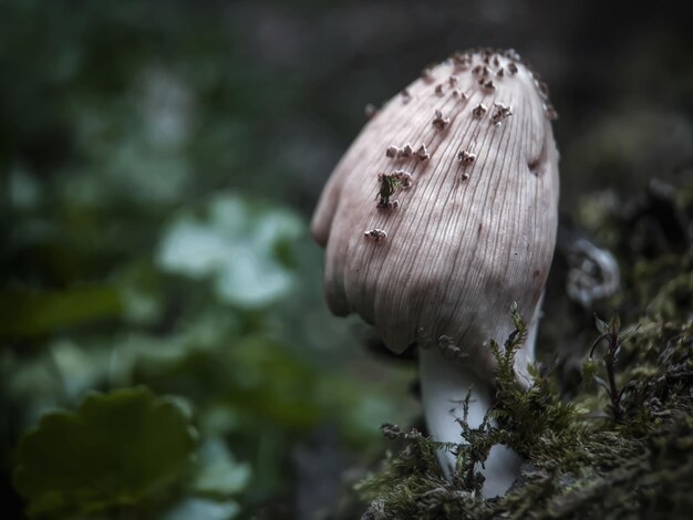 Foto primer plano de un hongo que crece al aire libre