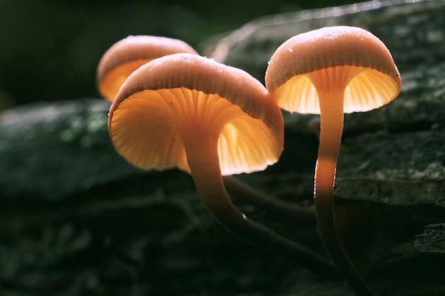 Primer plano de un hongo que crece al aire libre