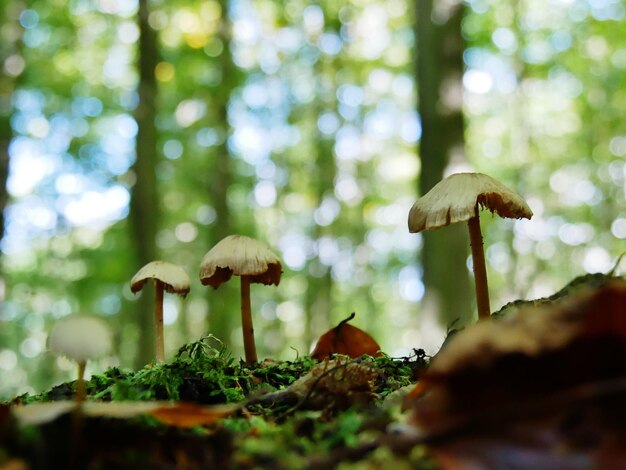 Foto primer plano de un hongo que crece en un árbol en el bosque