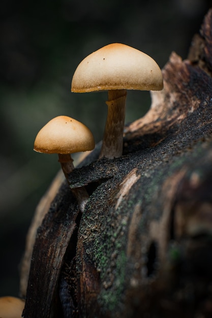 Primer plano de un hongo que crece en el bosque