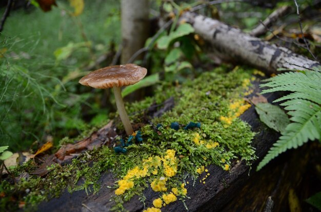 Foto primer plano de un hongo que crece en el bosque