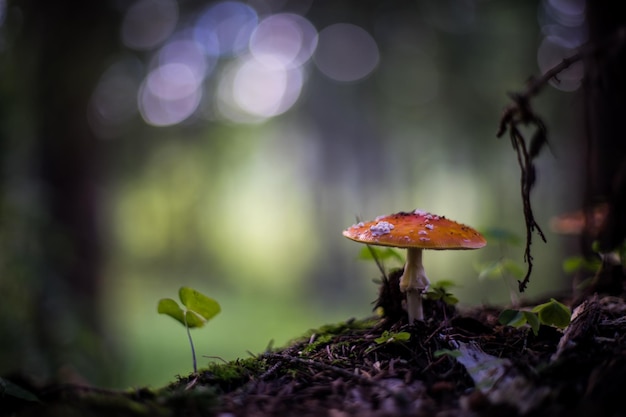 Primer plano de un hongo que crece en el bosque