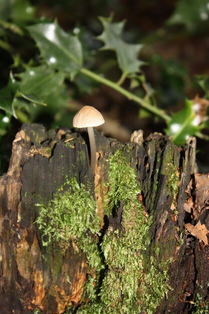 Foto primer plano de un hongo que crece en el bosque