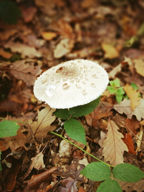 Foto primer plano de un hongo que crece en el campo