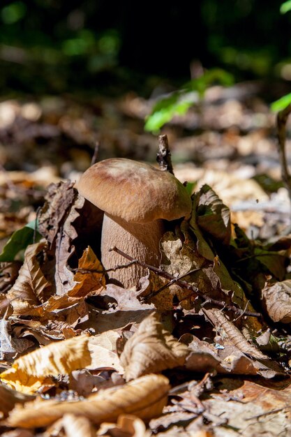 Foto primer plano de un hongo que crece en el campo