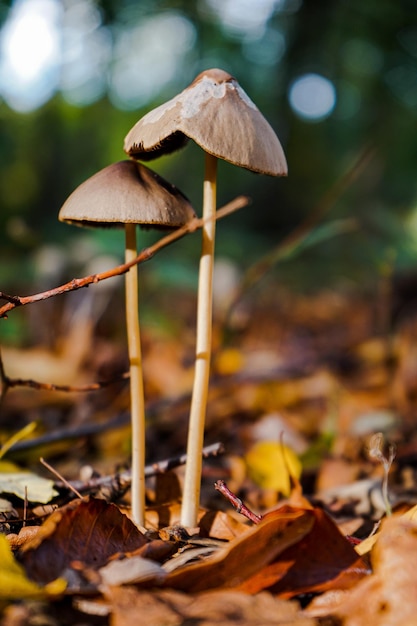 Foto primer plano de un hongo que crece en el campo