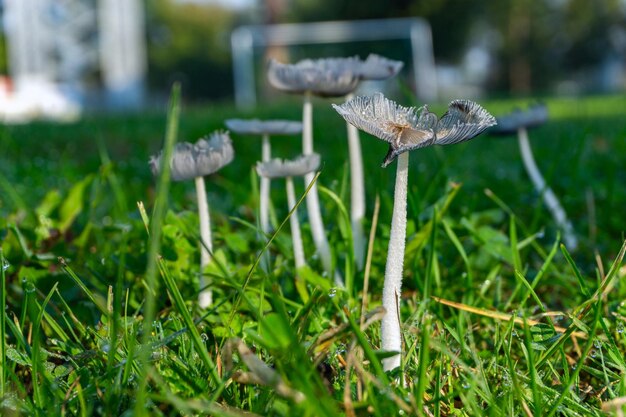 Foto primer plano de un hongo que crece en el campo