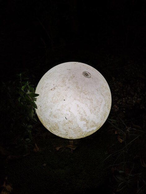 Foto primer plano de un hongo que crece en el campo