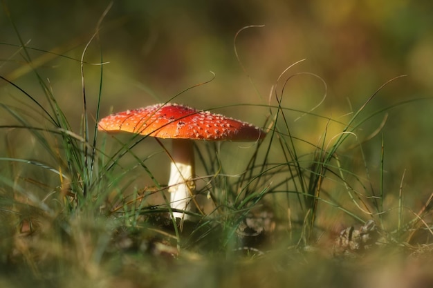 Primer plano de un hongo que crece en el campo