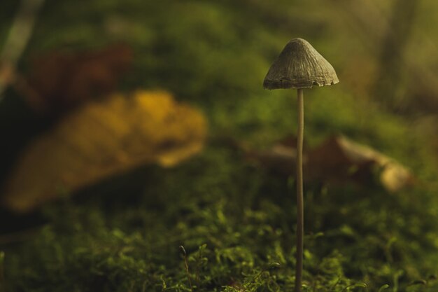 Primer plano del hongo que crece en el musgo Tiny Mushroom en el bosque de otoño