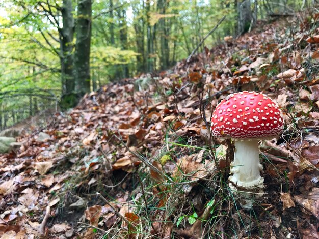 Foto primer plano de un hongo que crece en el tronco de un árbol en el bosque