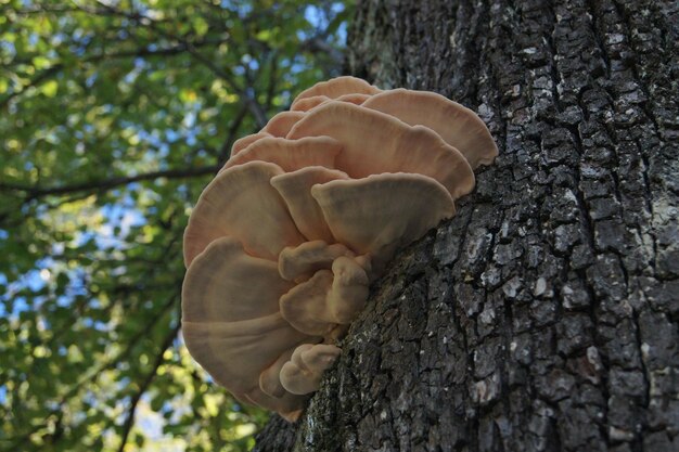 Primer plano de un hongo que crece en el tronco de un árbol