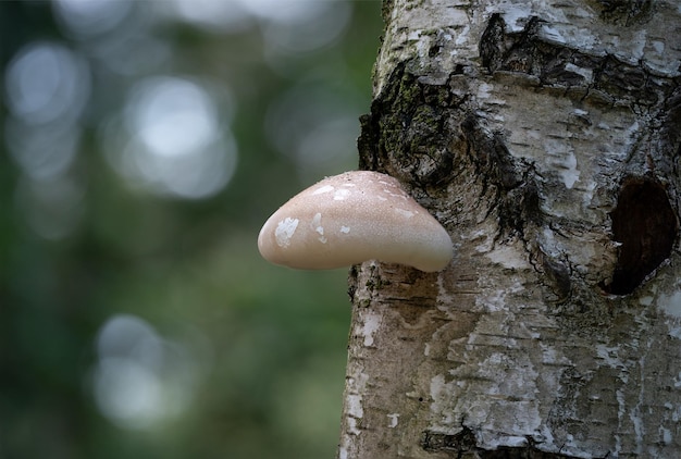 Primer plano de un hongo que crece en el tronco de un árbol