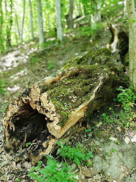 Primer plano de un hongo que crece en el tronco de un árbol