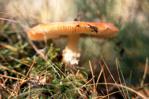 Primer plano de un hongo silvestre con una gorra roja que crece en la hierba