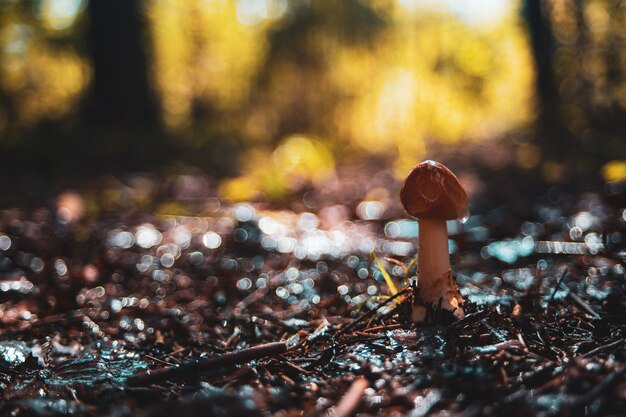 Foto primer plano de un hongo en un tocón en el bosque naturaleza borrosa copia de fondo espacio ecología medio ambiente