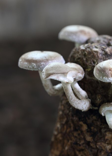 Primer plano de hongos que crecen al aire libre