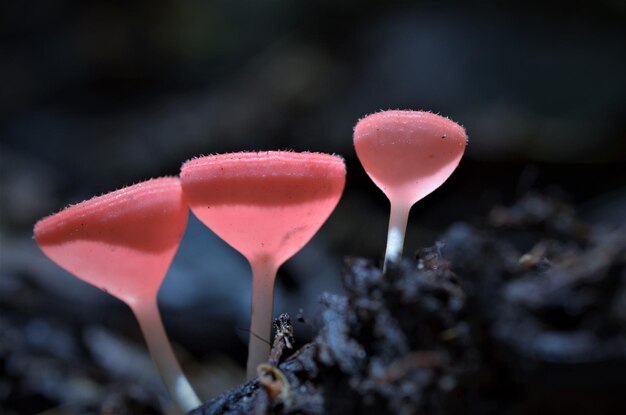 Foto primer plano de los hongos rojos