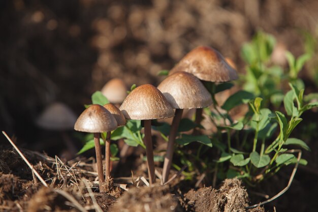 Primer plano de hongos venenosos pero hermosos en el bosque