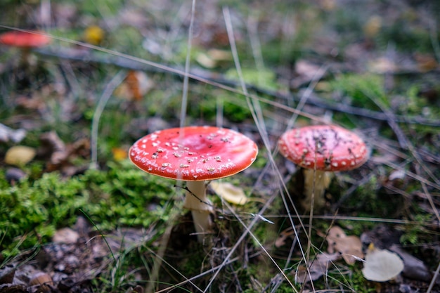 Primer plano de hongos vibrantes que crecen en el suelo del bosque