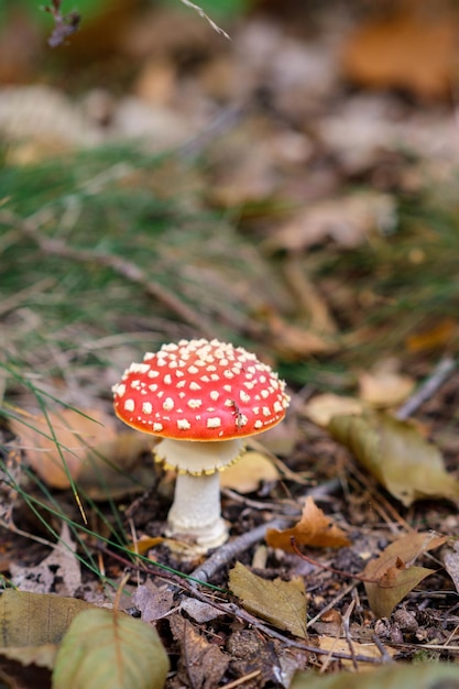 Primer plano de hongos vibrantes que crecen en el suelo del bosque