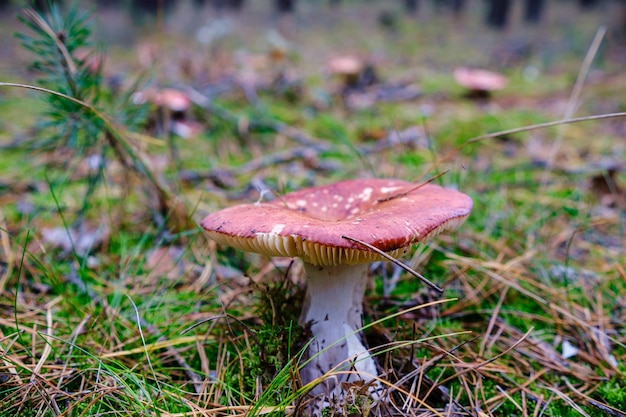 Primer plano de hongos vibrantes que crecen en el suelo del bosque