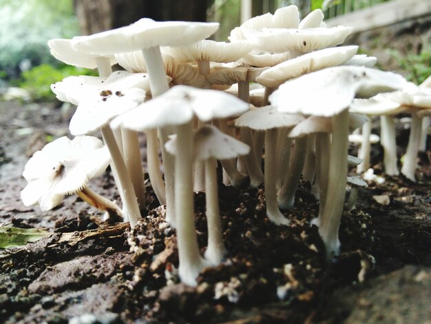 Foto primer plano de los hongos