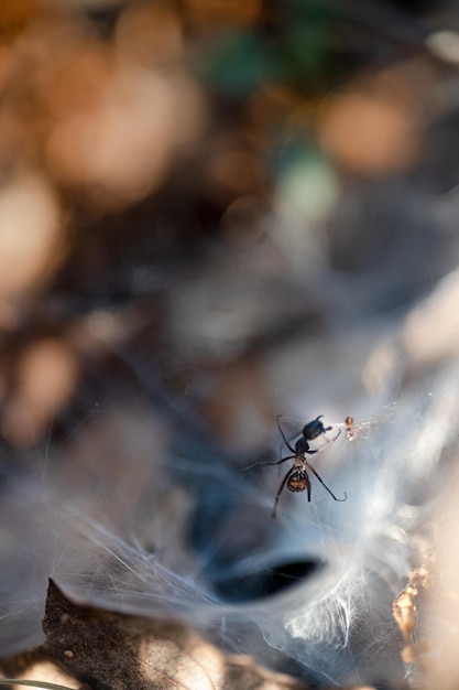 Primer plano de una hormiga atrapada en una telaraña