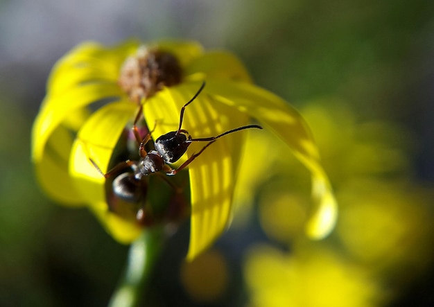 Primer plano de una hormiga en una flor amarilla