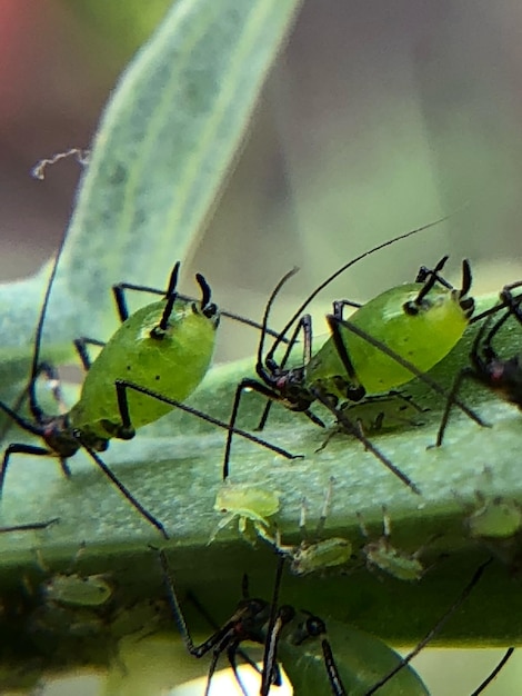 Foto primer plano de una hormiga en una hoja