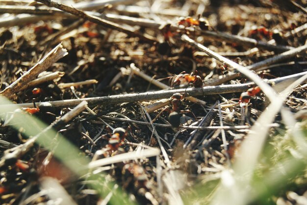 Foto primer plano de una hormiga en una hoja